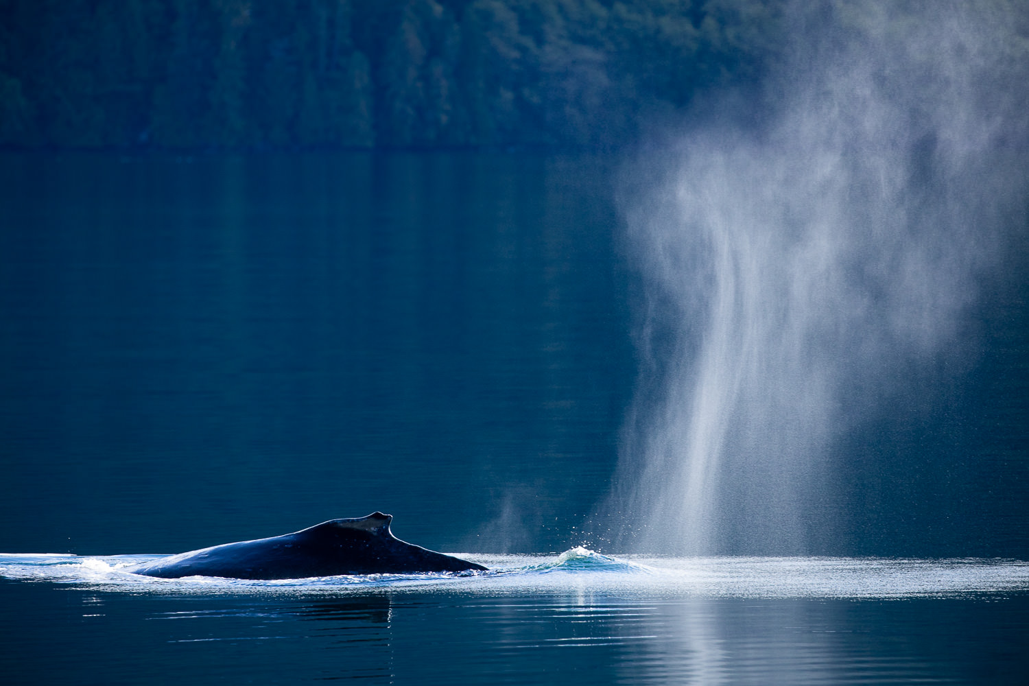 humpback-spray-blue-great-bear-rainforest.jpg