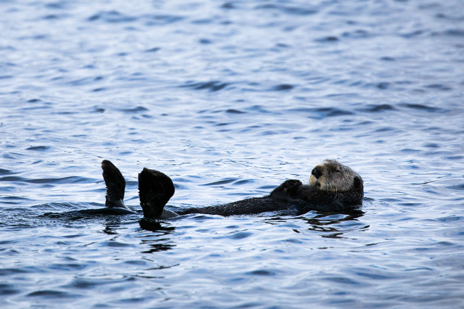 sea-otter-great-bear-rainforest.jpg