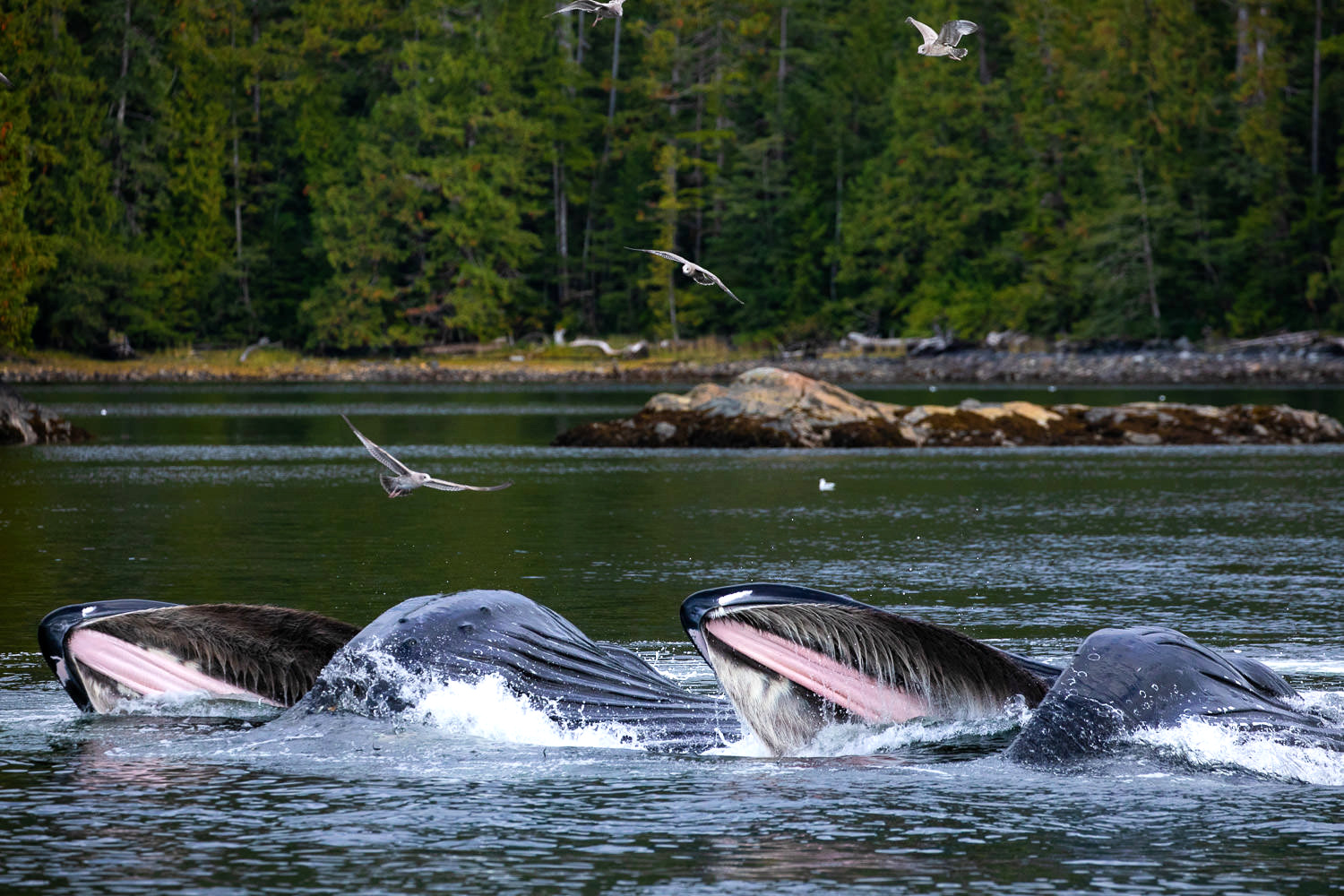 humpbacks-bubble-feeding-great-bear-rainforest.jpg