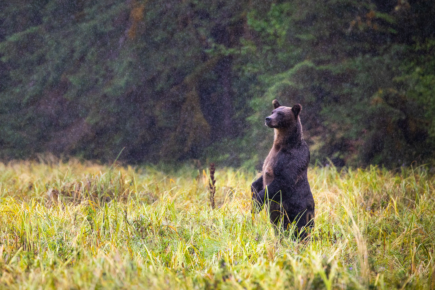 mother-grizzly-bear-great-bear-rainforest-bc.jpg
