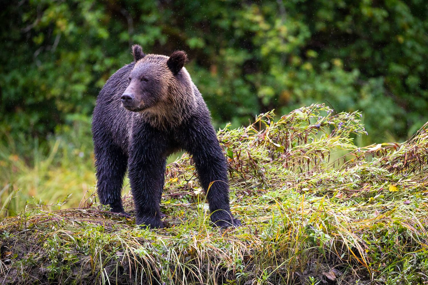 sub-adult-male-grizzly-bear-rainforest-bc.jpg