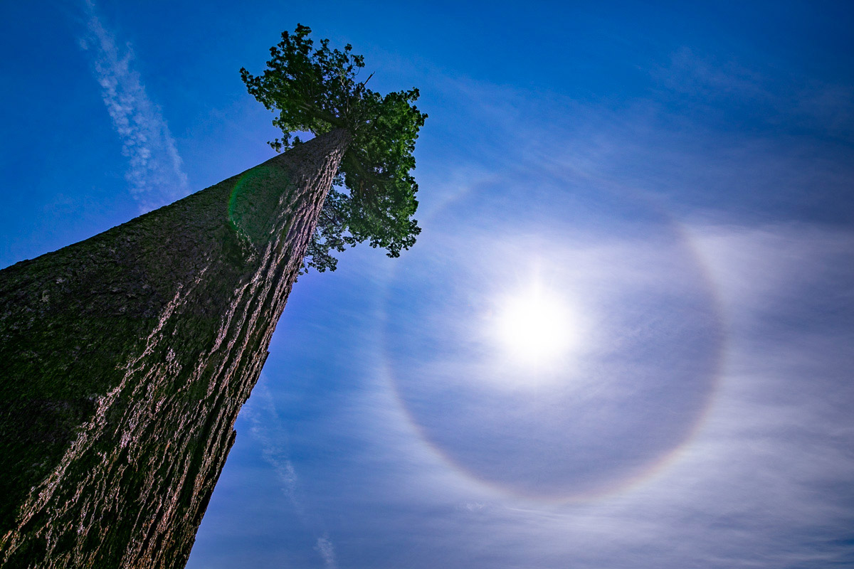 Bid-Lonely-Doug-sun-halo-port-renfrew.jpg