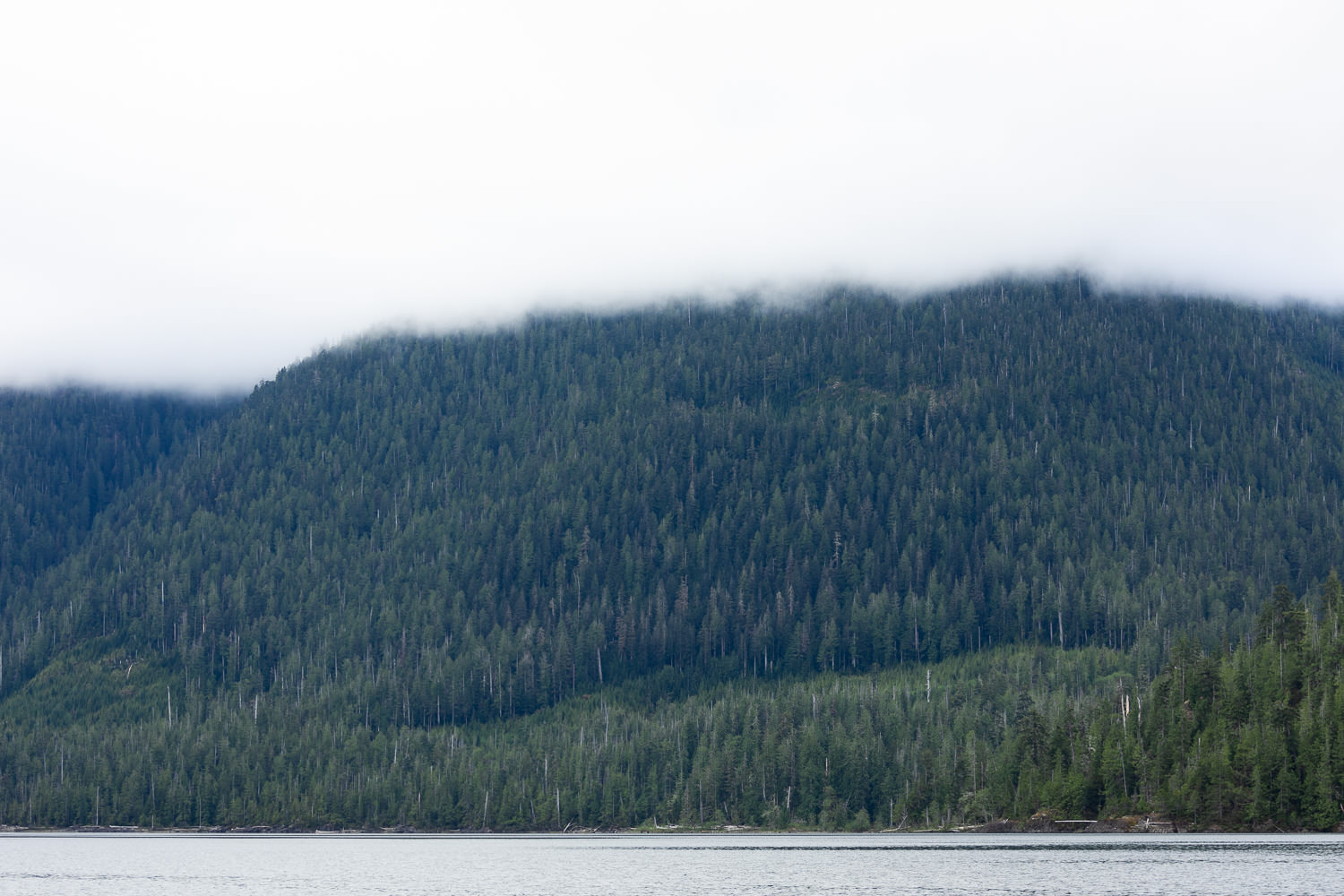 nahmint-lake-logging-1-before.jpg