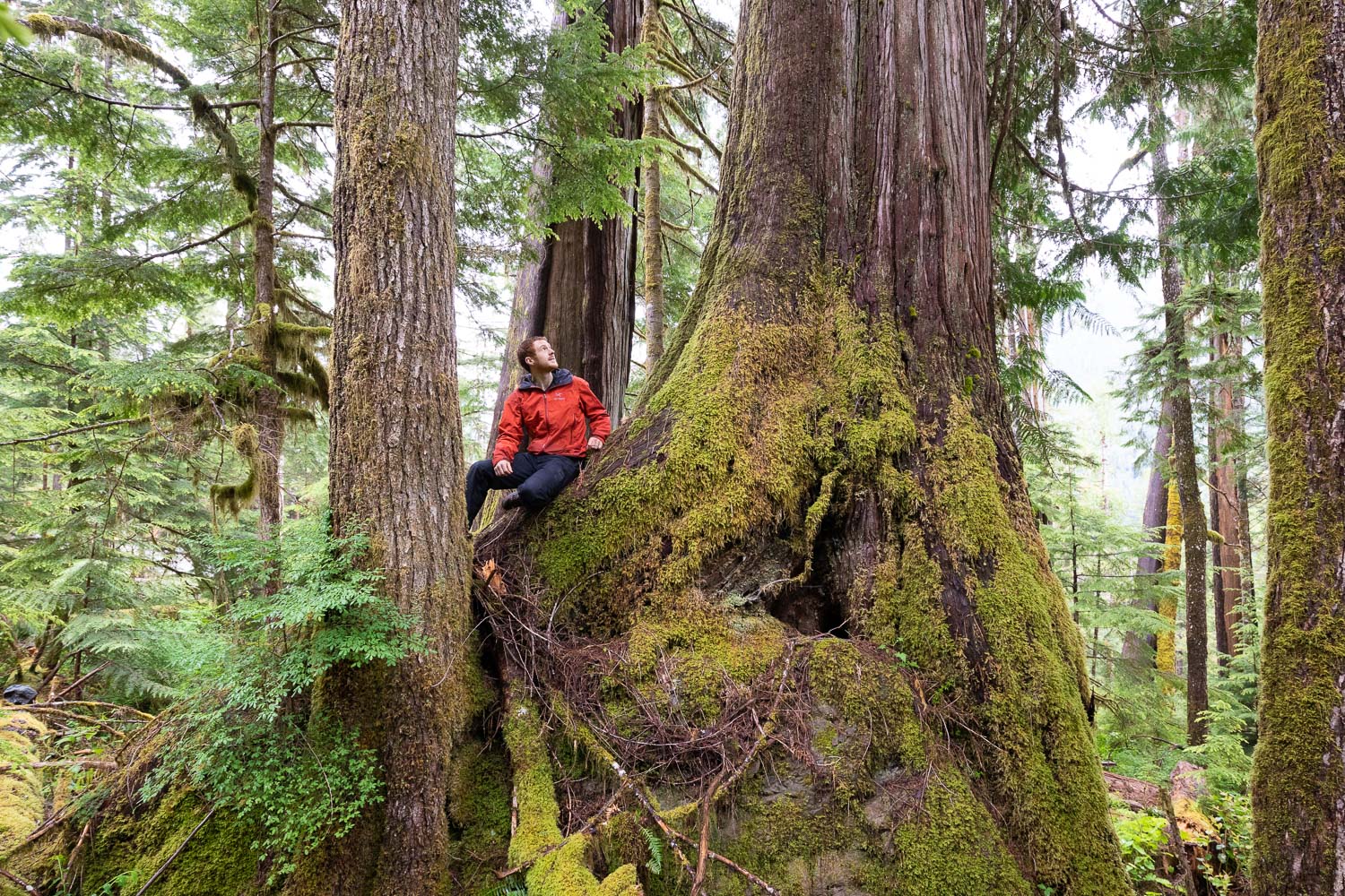 nahmint-valley-cedar-rock-3-before.jpg