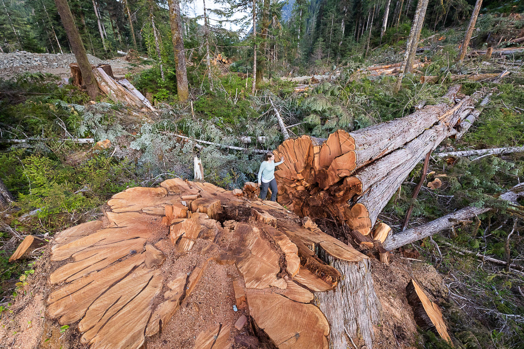 Nahmint-Valley-Andrea-Inness-Cedar-Stump.jpg