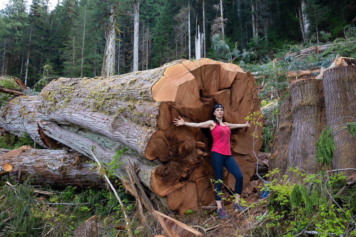 Nahmint-Valley-Ariane-Telishewsky-Fallen-Redcedar.jpg