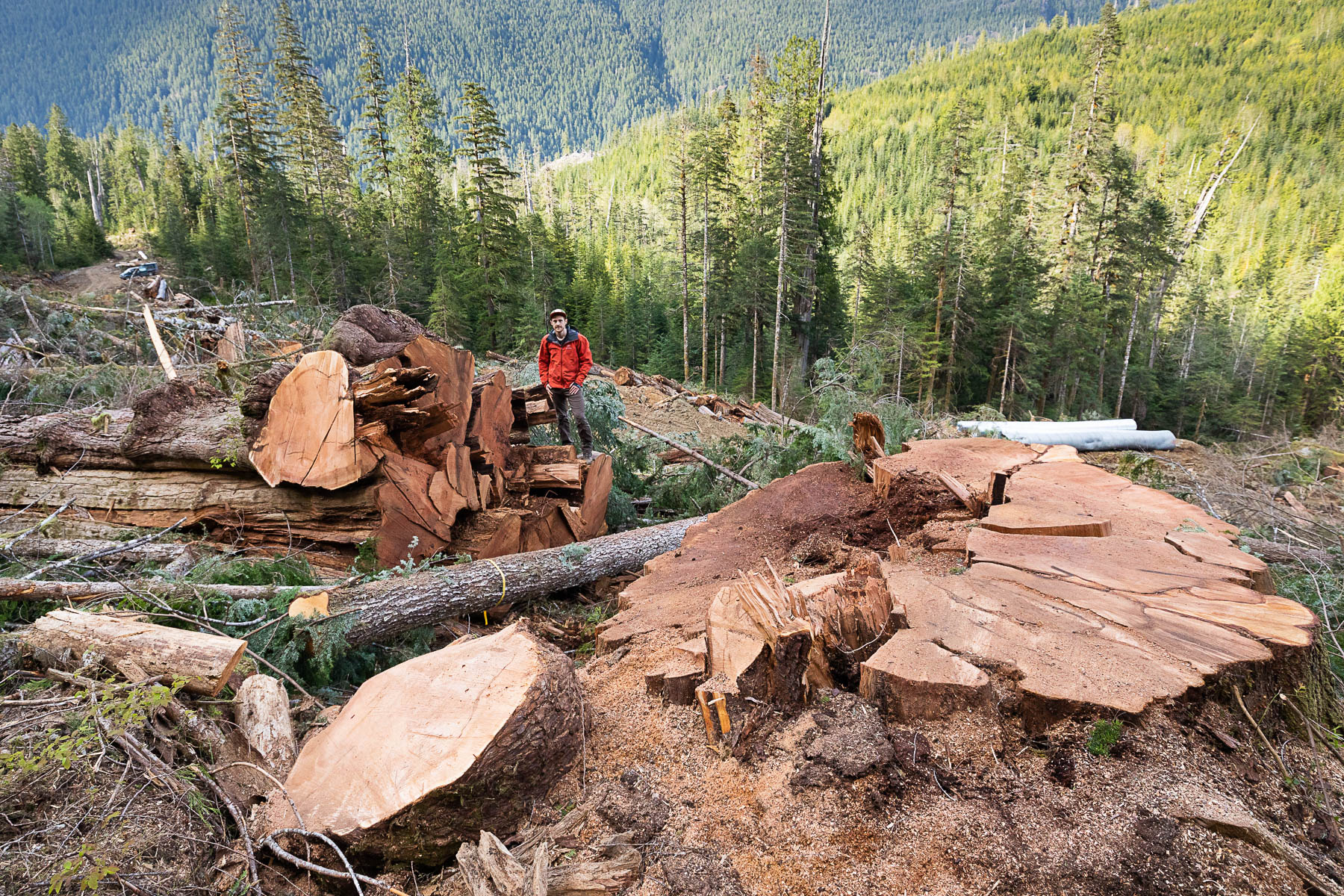 Nahmint-Valley-Old-Growth-Cedar-Stump-TJ-Watt.jpg