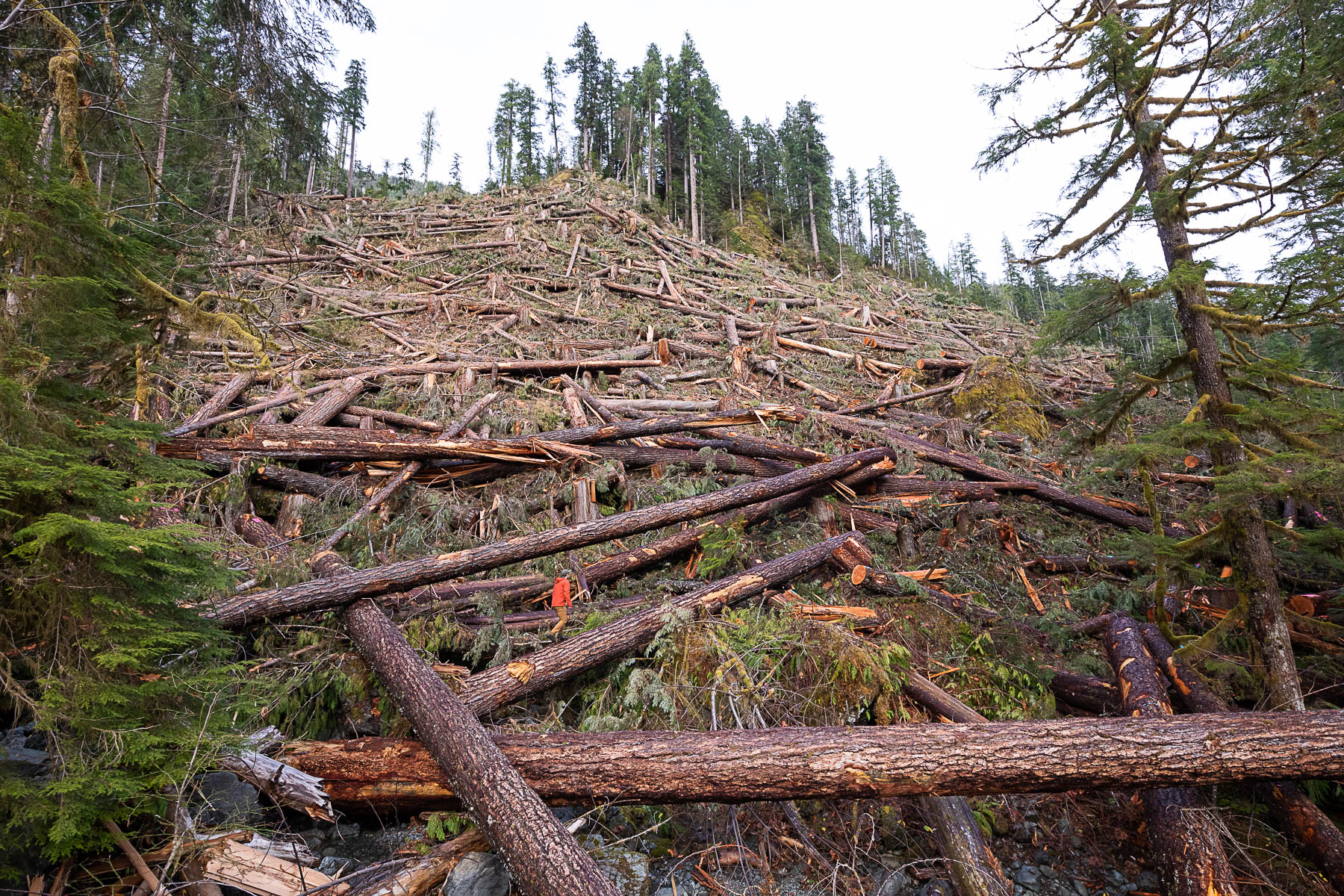 Nahmint-Valley-Old-Growth-Douglas-Fir-Clearcut.jpg