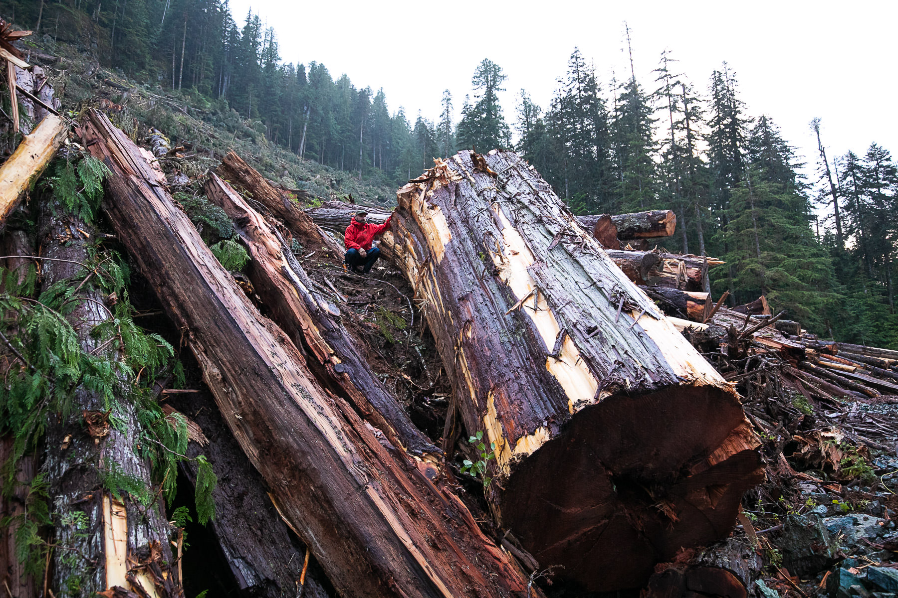 Nahmint-Valley-Redcedar-Log.jpg