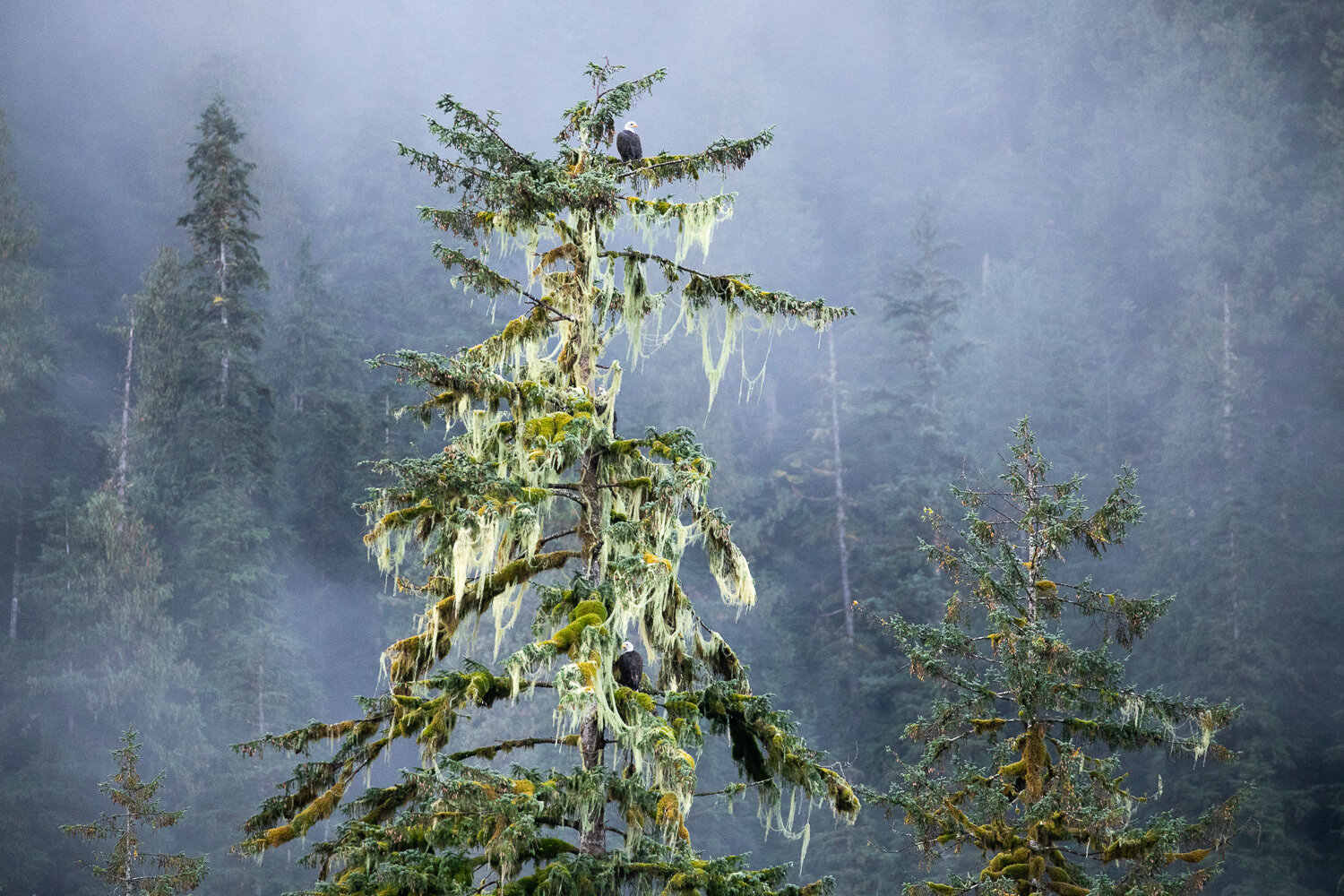 Great-Bear-Rainforest-2-Sept-741.jpg