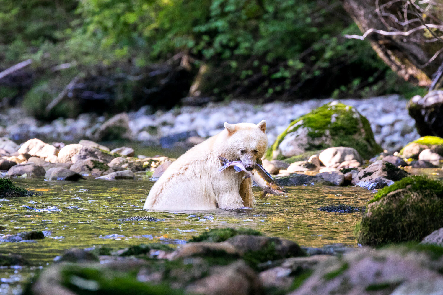 Great-Bear-Rainforest-2-Sept-1609.jpg