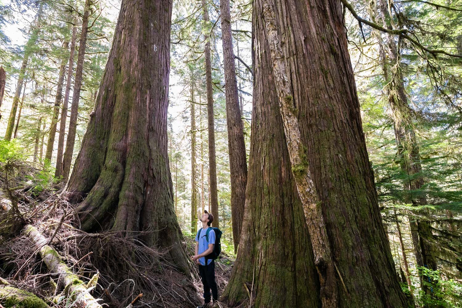 caycuse-watershed-old-growth-cedars-before.jpg