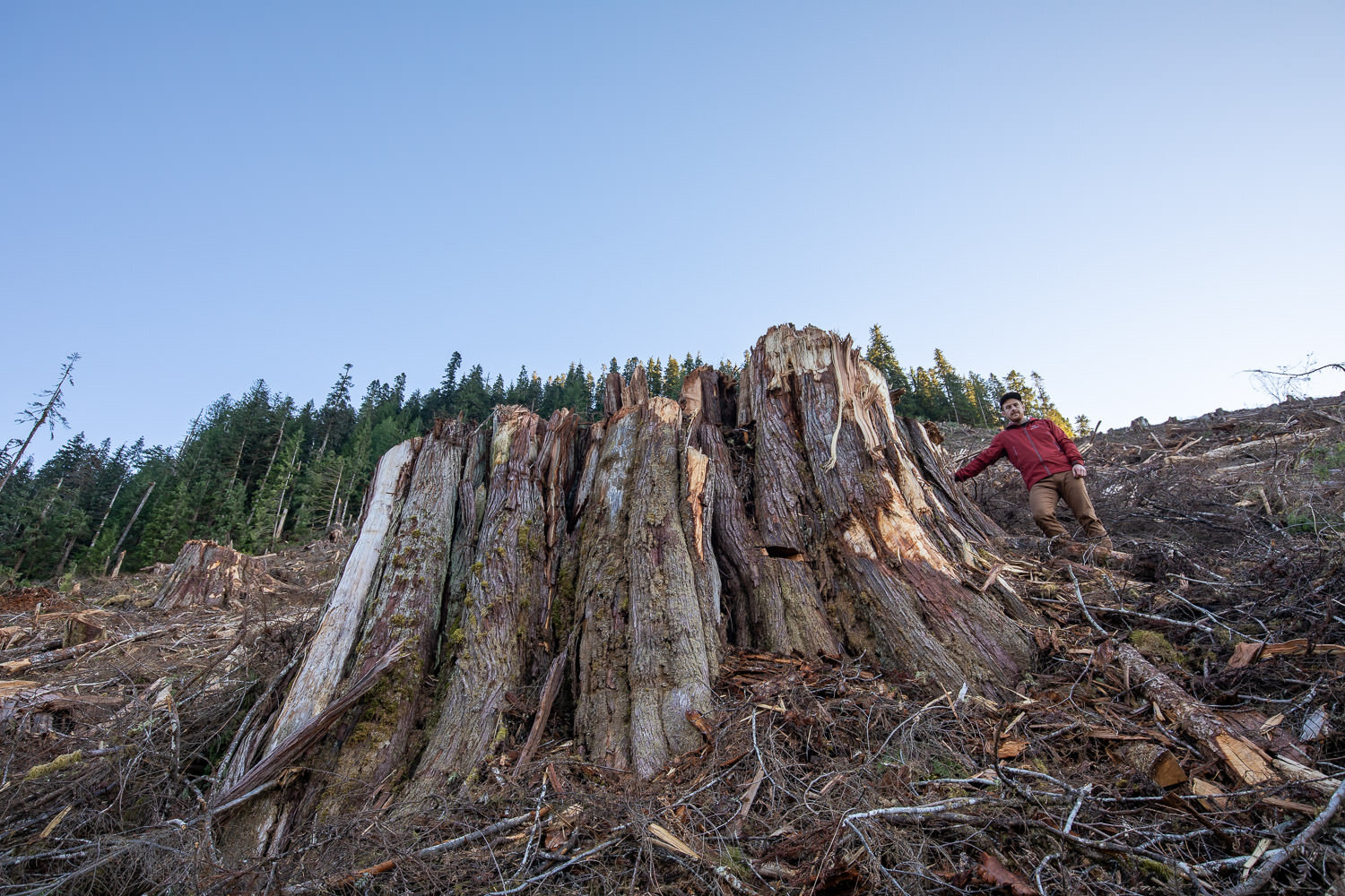 caycuse-after-old-growth-logging-7.jpg