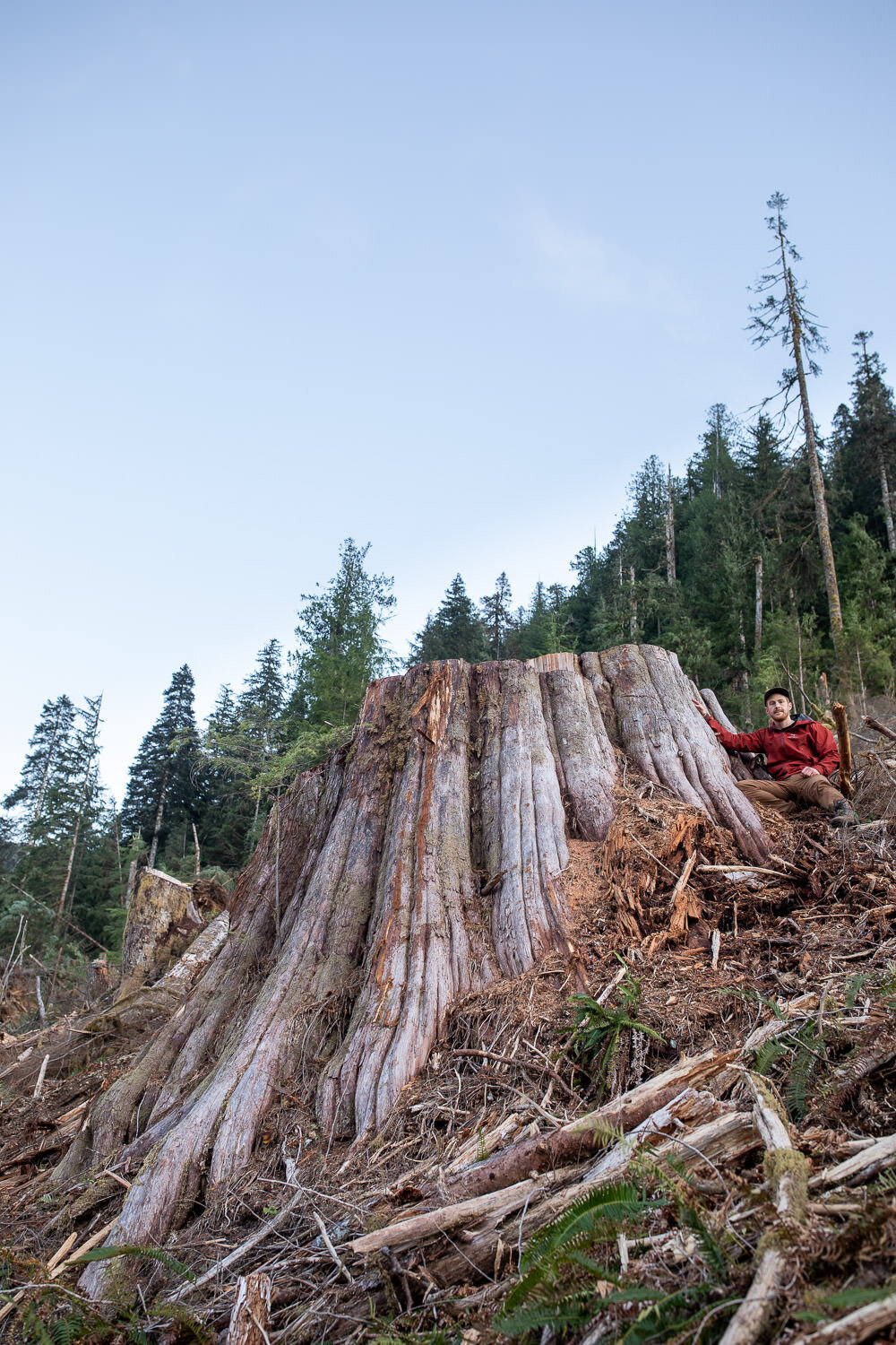 caycuse-after-old-growth-logging-9.jpg