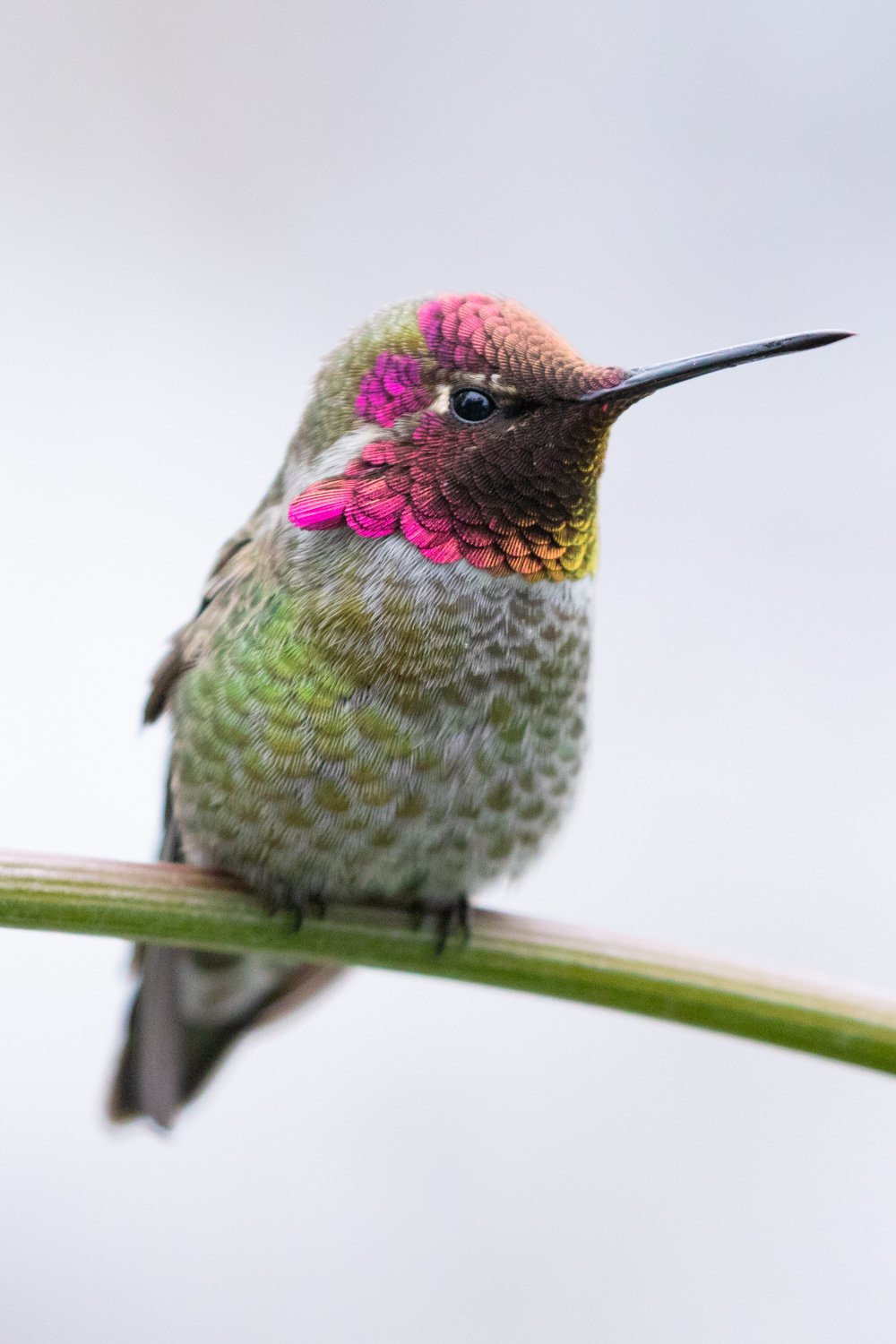 annas-hummingbird-bc-1.jpg