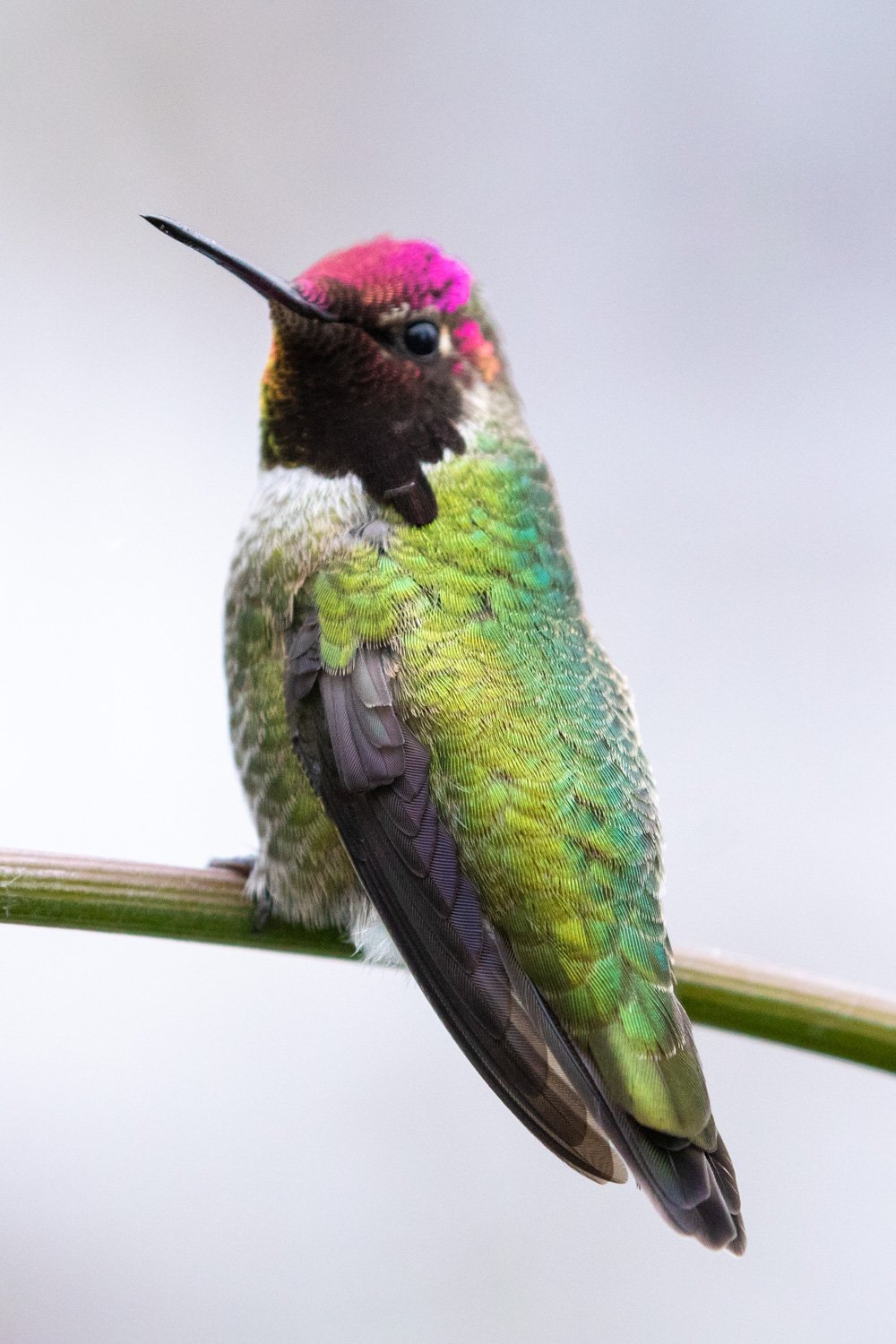 annas-hummingbird-bc-3.jpg