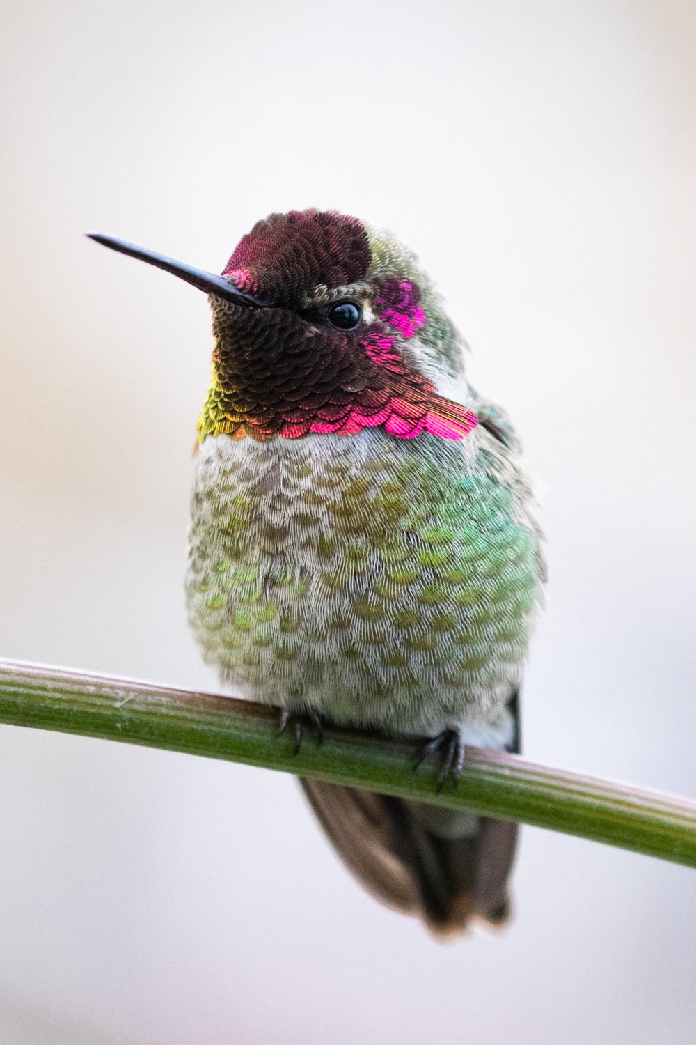 annas-hummingbird-bc-4.jpg