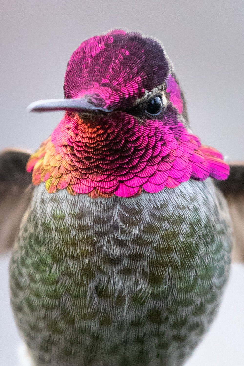 annas-hummingbird-bc-2.jpg