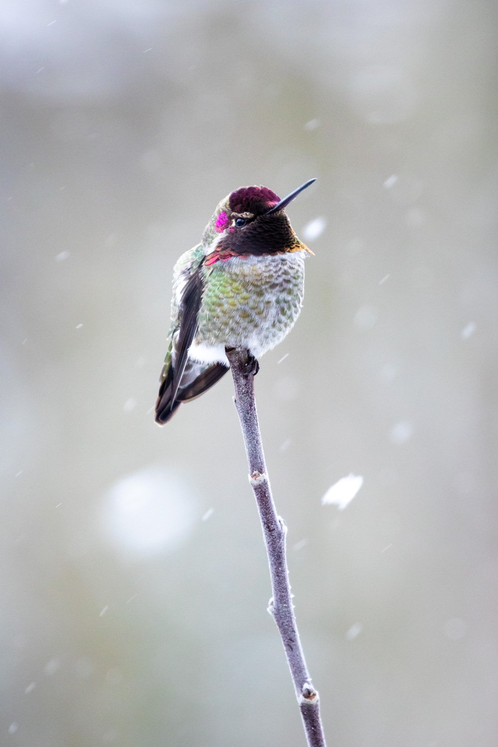 annas-hummingbird-winter-bc.jpg