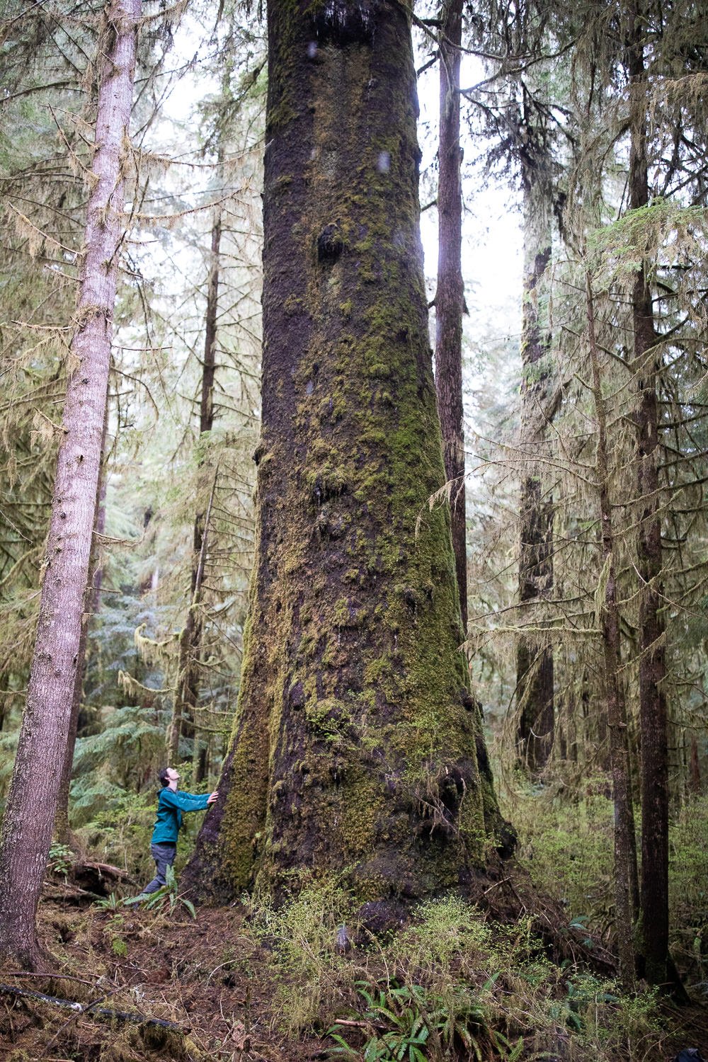 carmanah-valley-giant-sitka-spruce-2.jpg