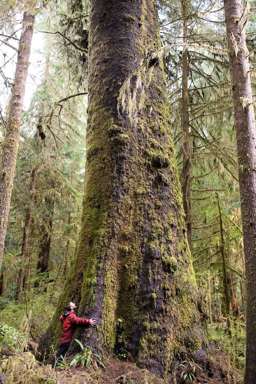 carmanah-valley-giant-sitka-spruce-1.jpg