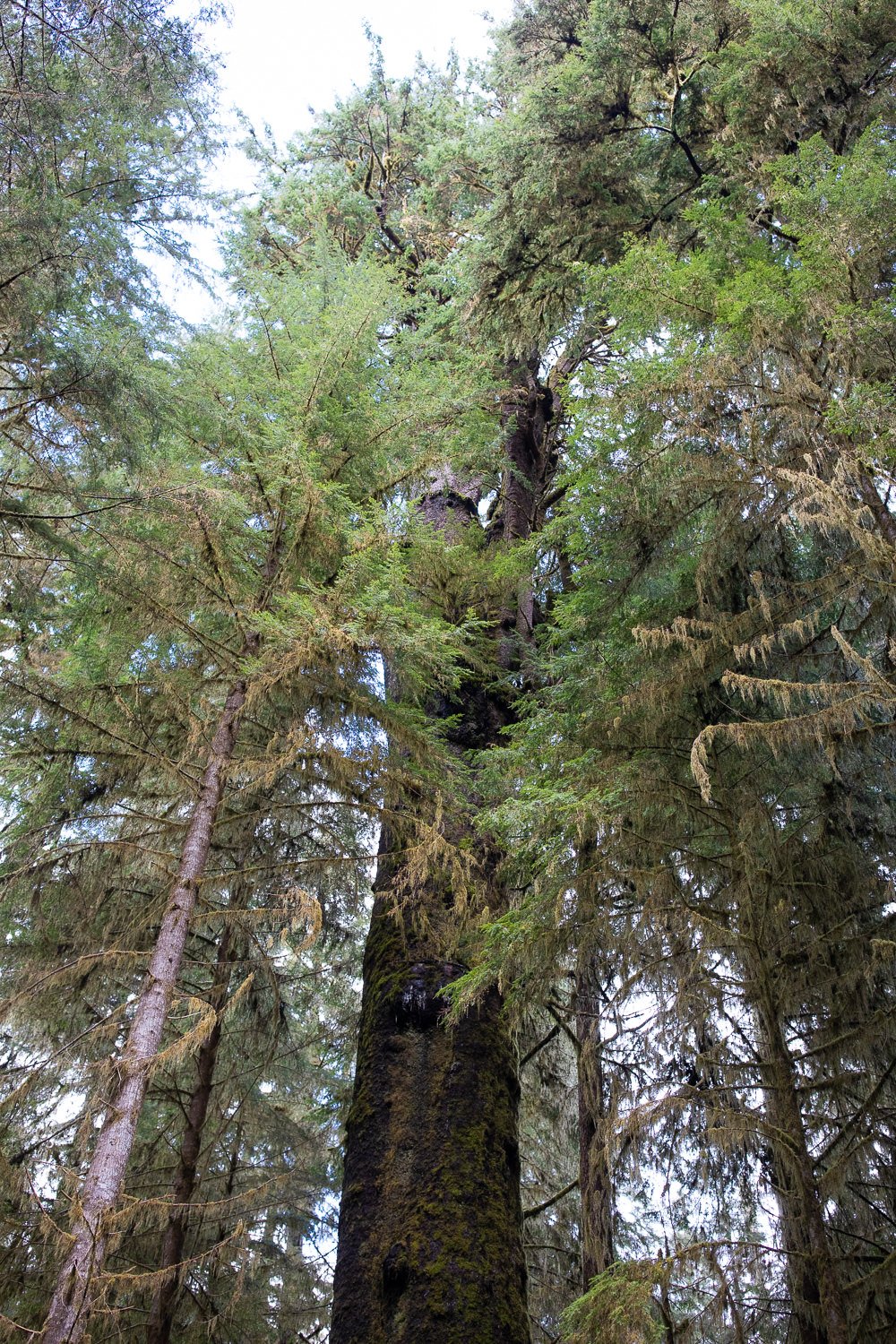 carmanah-valley-giant-sitka-spruce-3.jpg