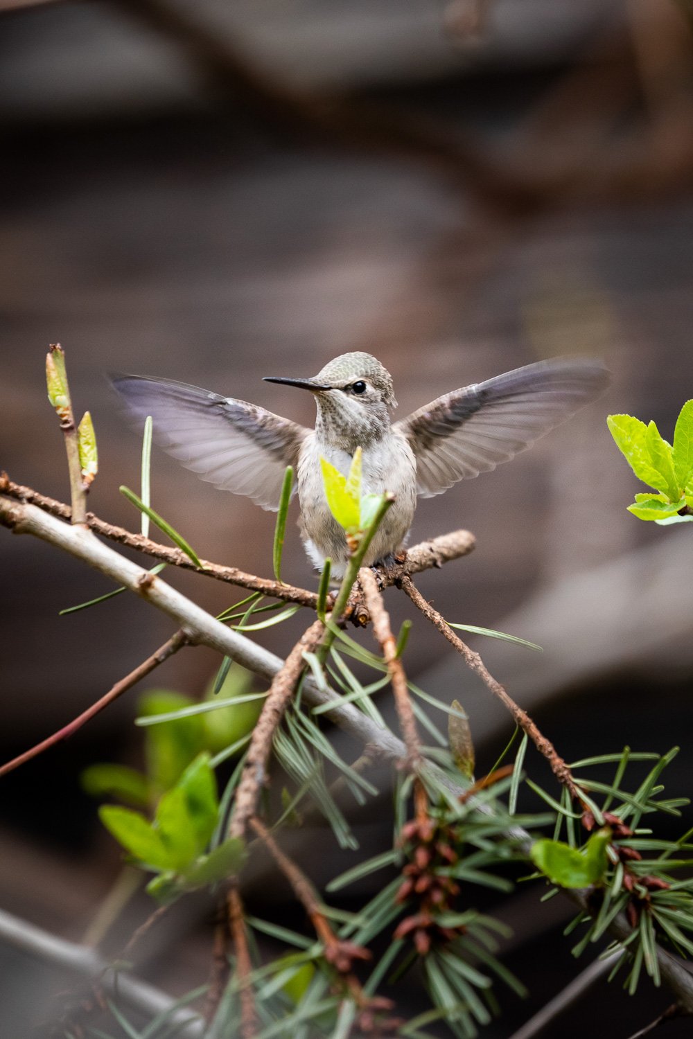 annas-hummingbird-babies-58.jpg