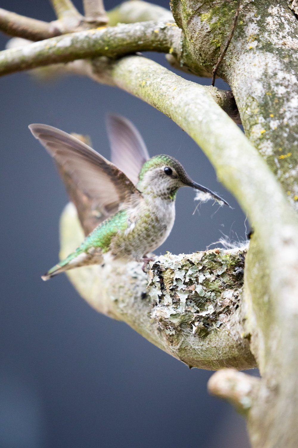 annas-hummingbird-babies-103.jpg