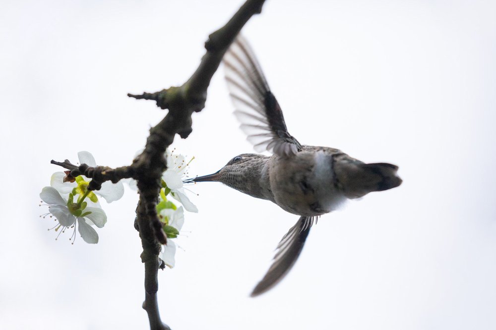 annas-hummingbird-babies-183.jpg