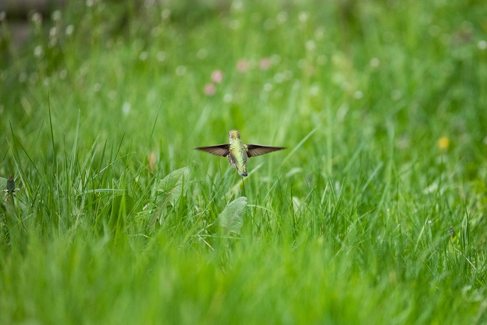 annas-hummingbird-babies-237.jpg