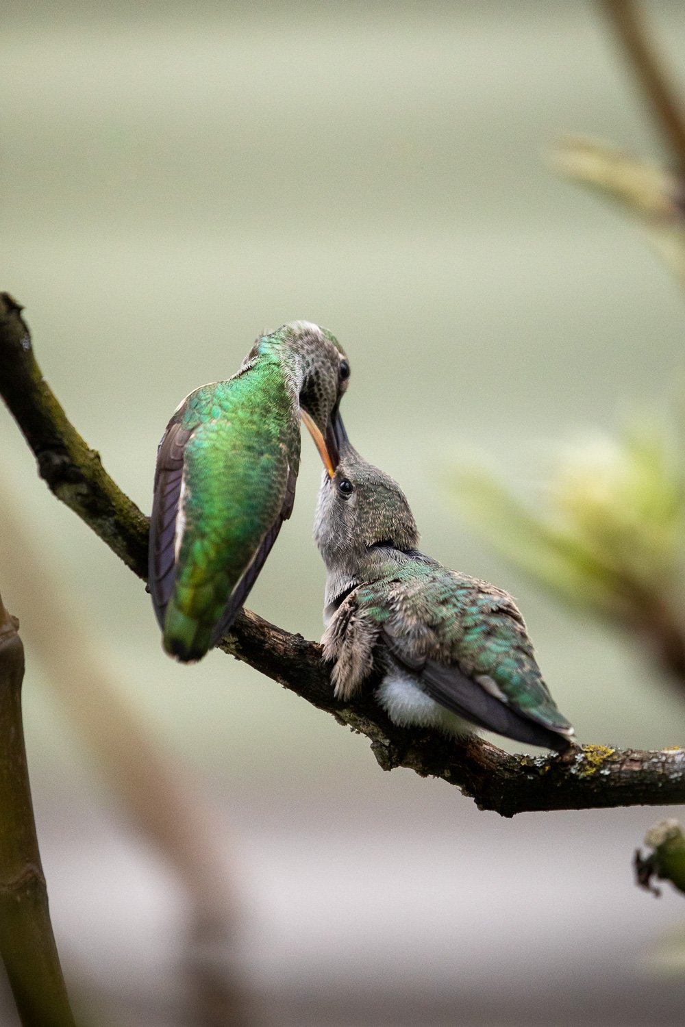 annas-hummingbird-babies-258.jpg