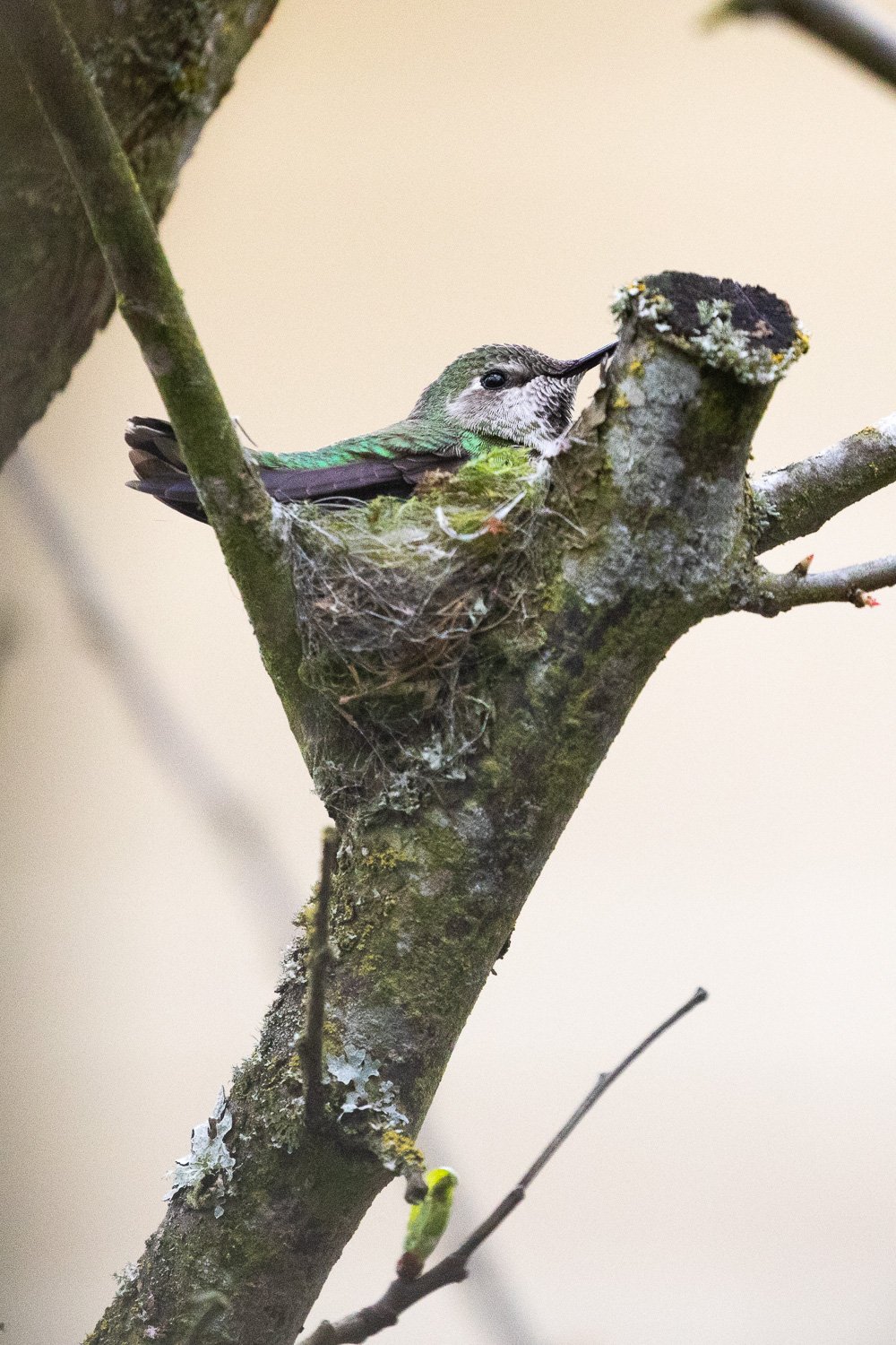 annas-hummingbird-babies-279.jpg