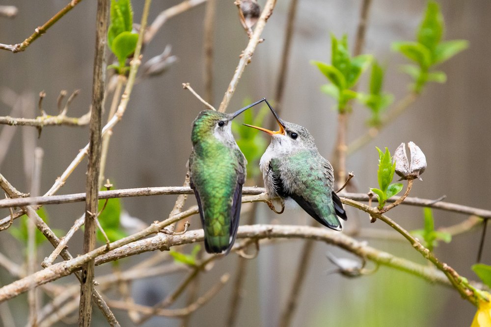 annas-hummingbird-babies-294.jpg