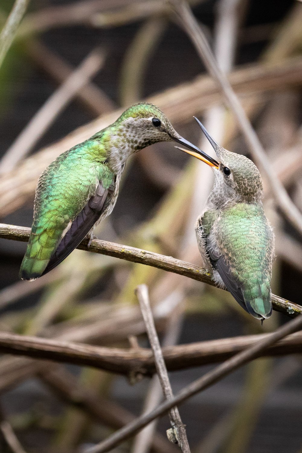 annas-hummingbird-babies-331.jpg
