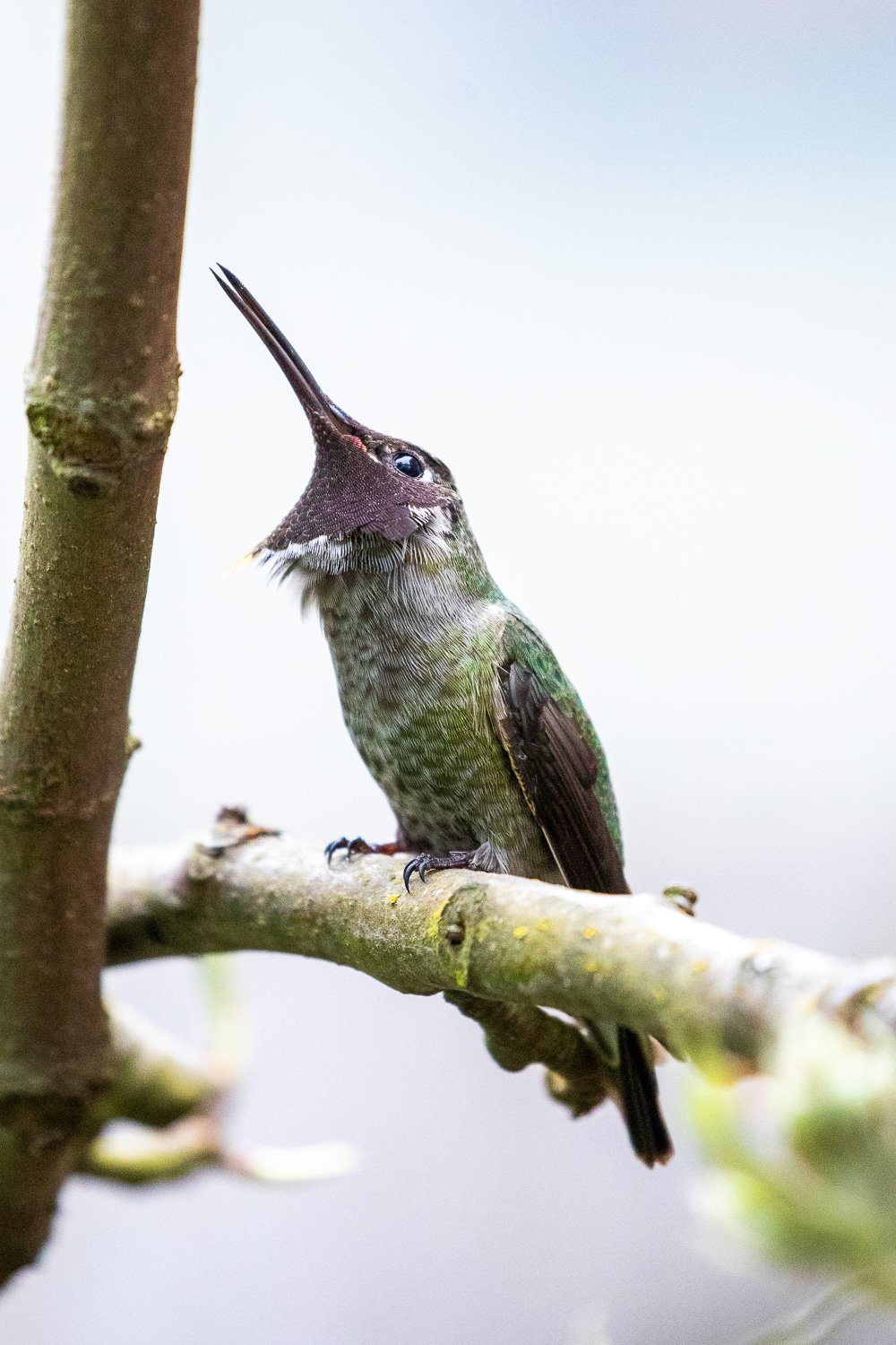 annas-hummingbird-babies-221.jpg