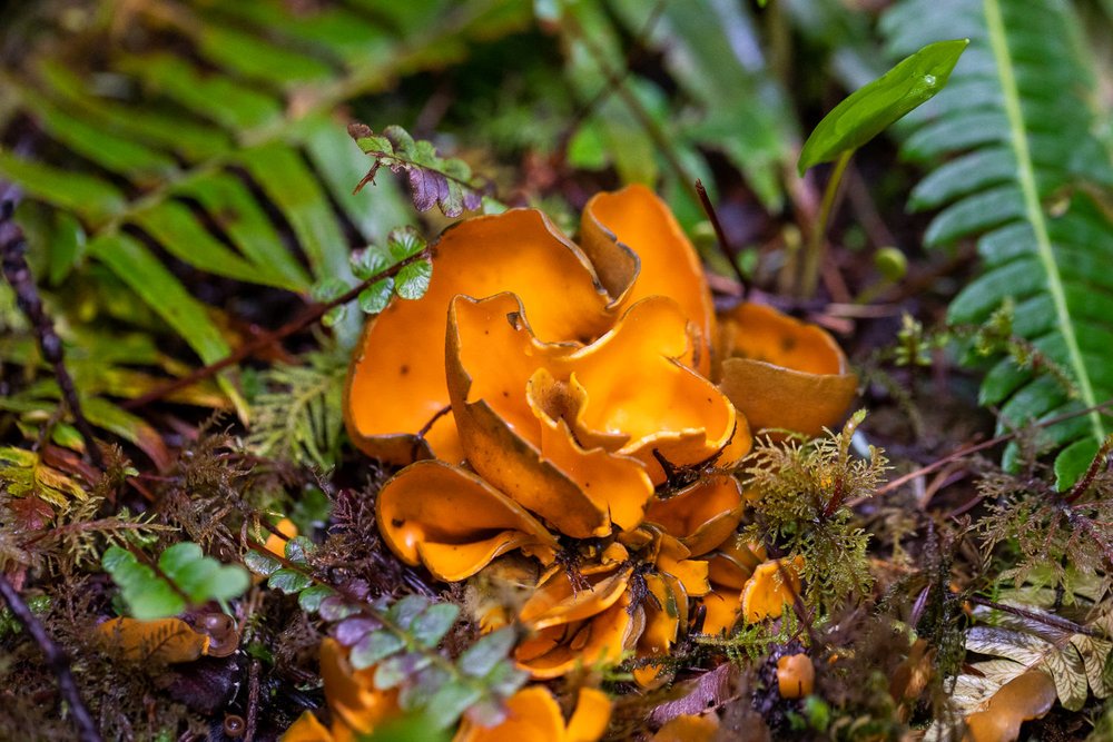 Caloscypha-fulgens-mushroom.jpg