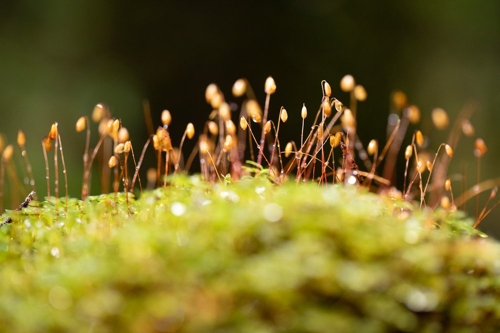 moss-sporophytes.jpg