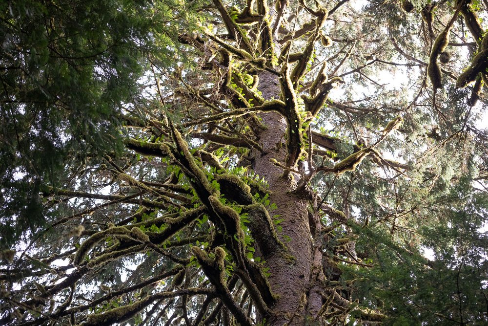 licorice-ferns-moss-mats-sitka-spruce.jpg