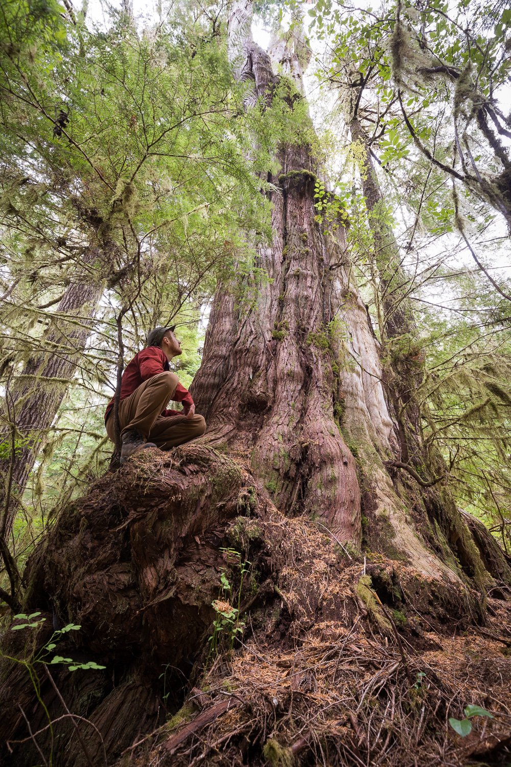 caycuse-valley-lower-before-after-logging-9.jpg