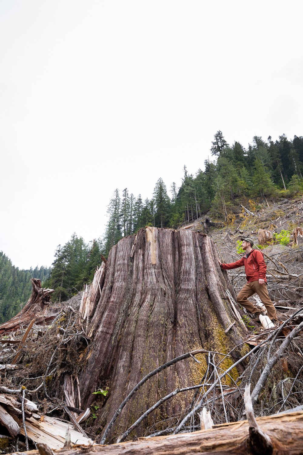 before-after-logging-upper-caycuse-2022-2.jpg