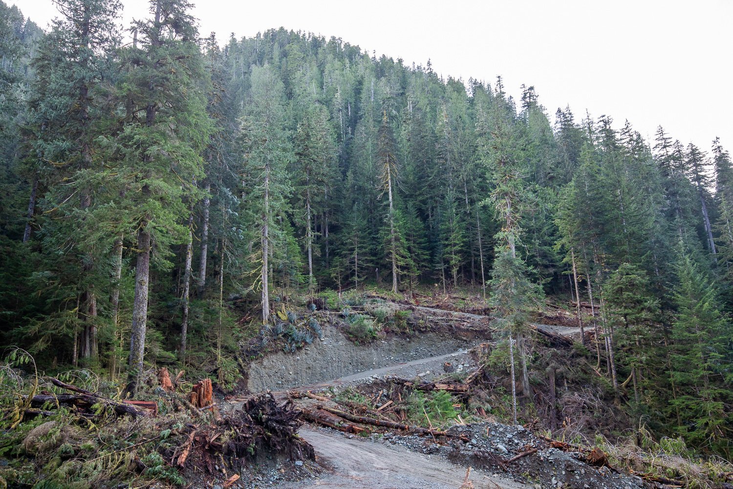 before-after-logging-upper-caycuse-2022-9.jpg