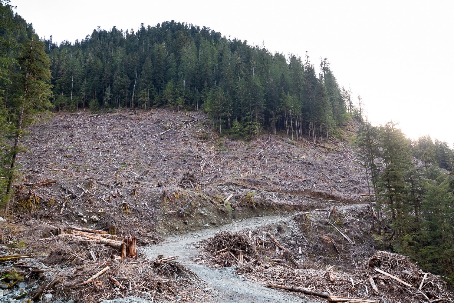 before-after-logging-upper-caycuse-2022-10.jpg