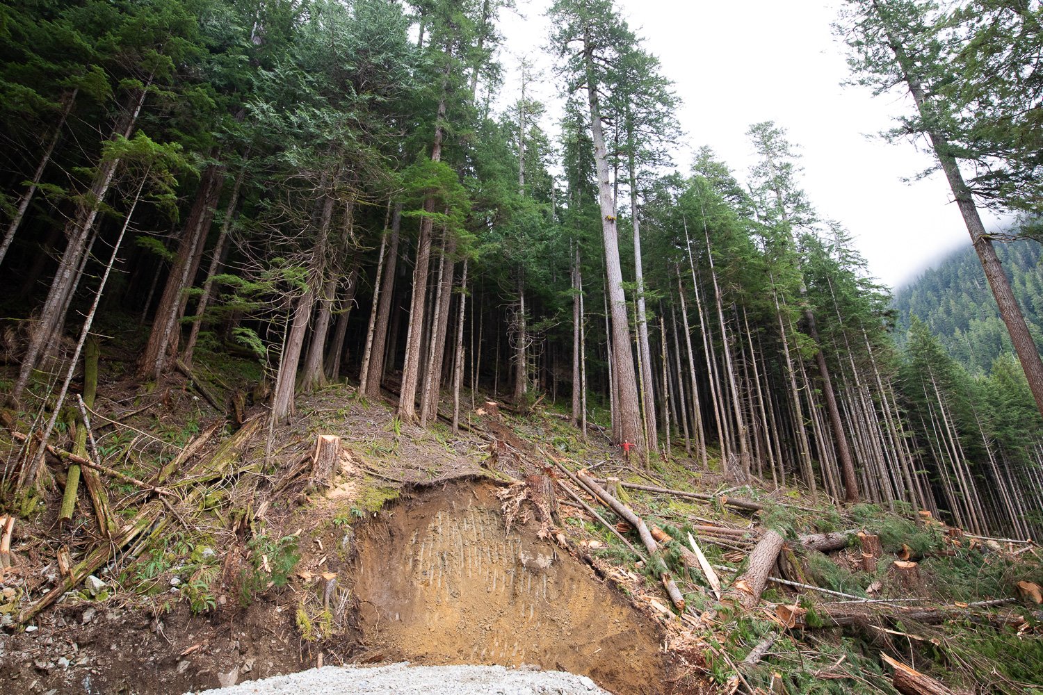 before-after-logging-upper-caycuse-2022-11.jpg