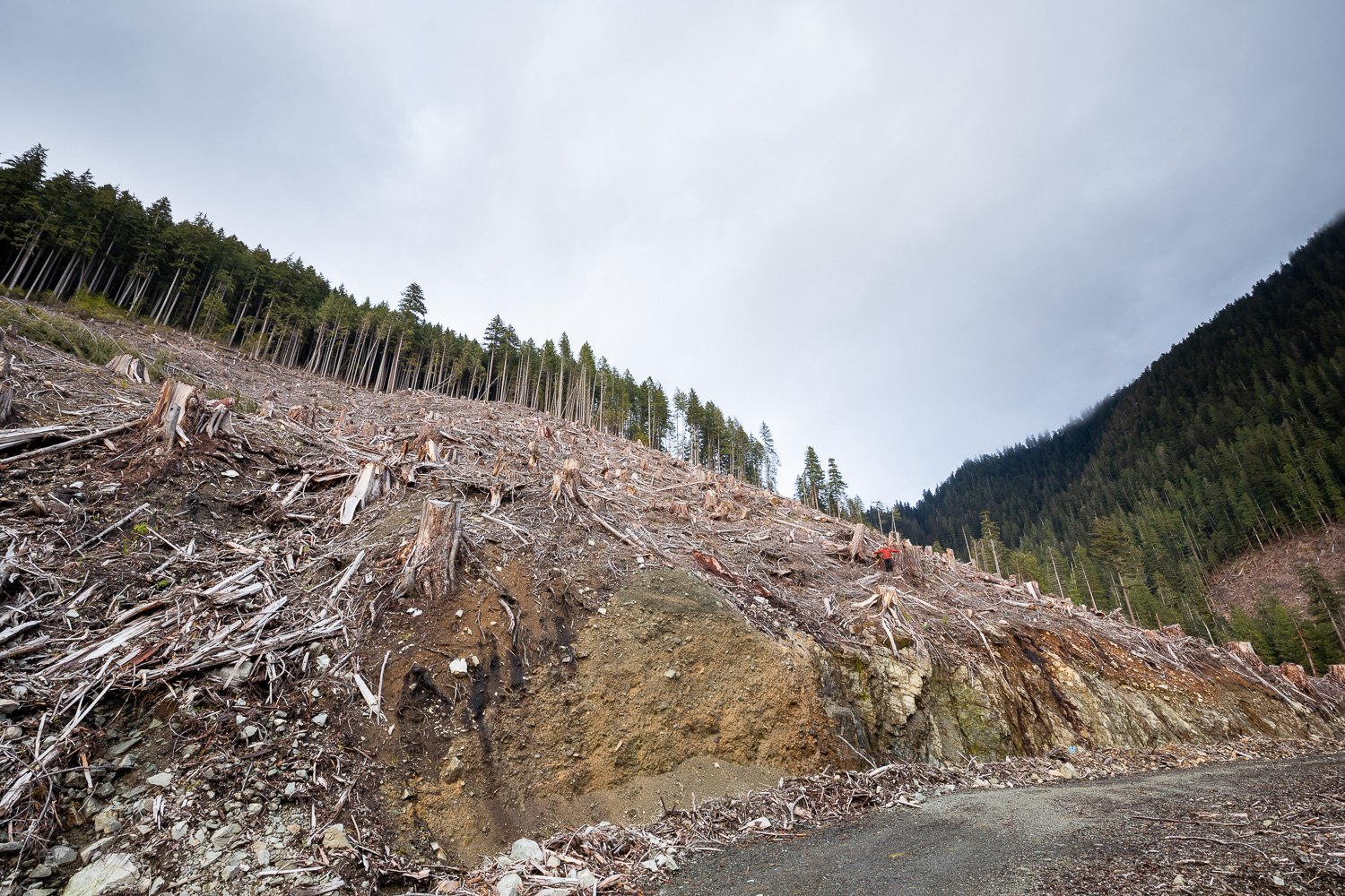 before-after-logging-upper-caycuse-2022-12.jpg