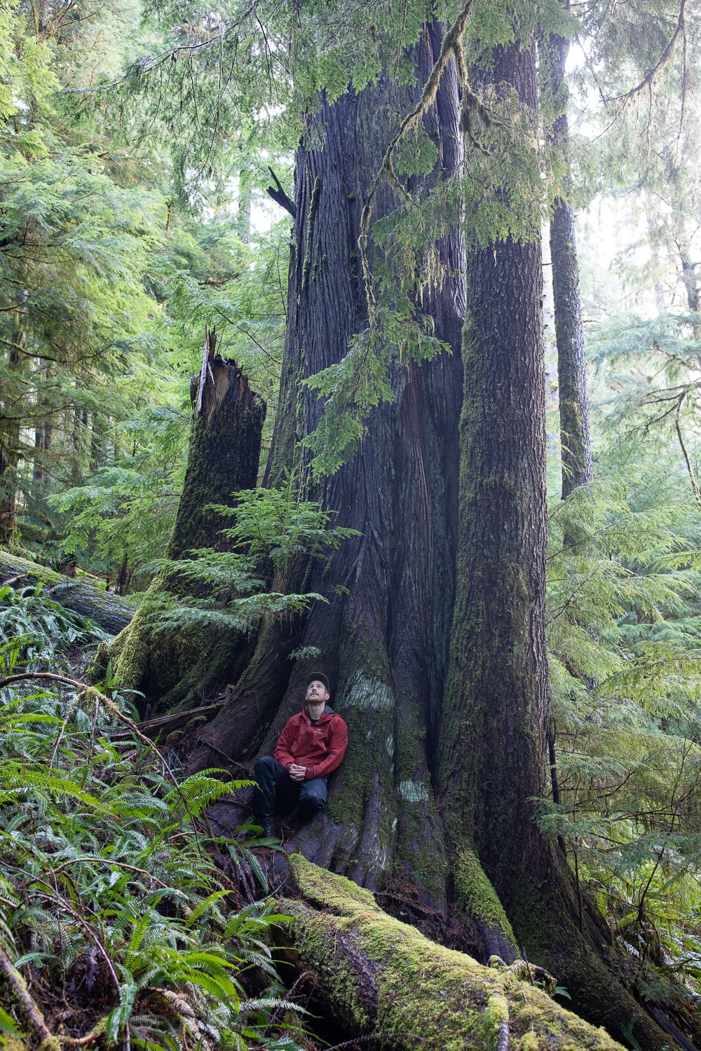 before-after-logging-upper-caycuse-2022-13.jpg