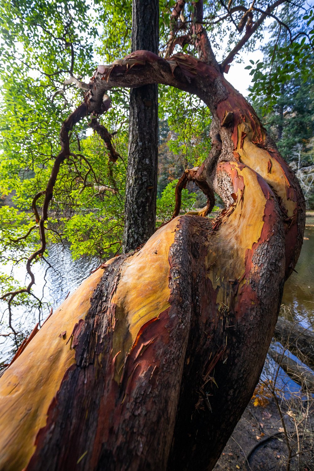 Twirly-Arbutus.jpg