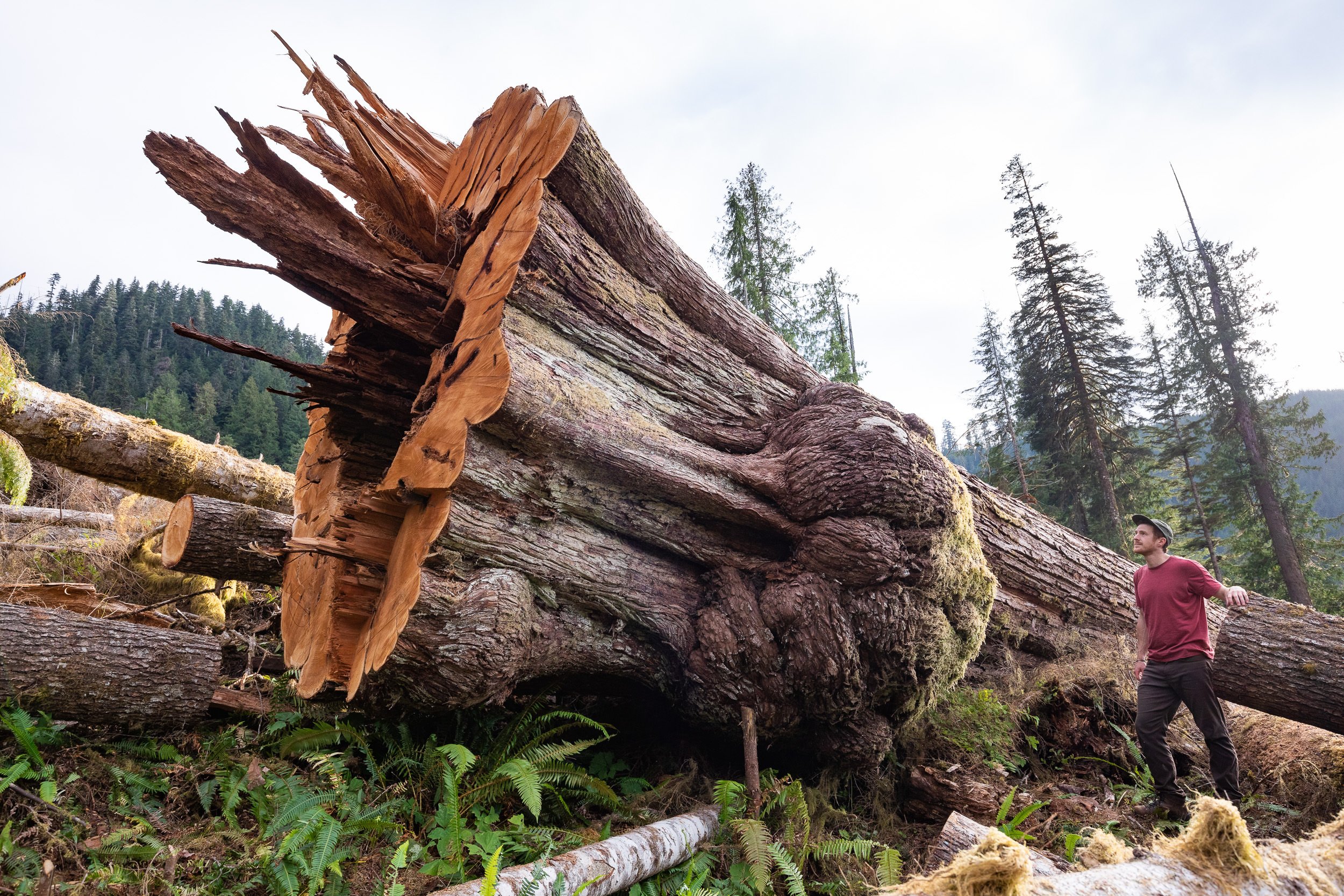 giant-old-growth-redcedar-logging-caycuse-tj-watt.jpg