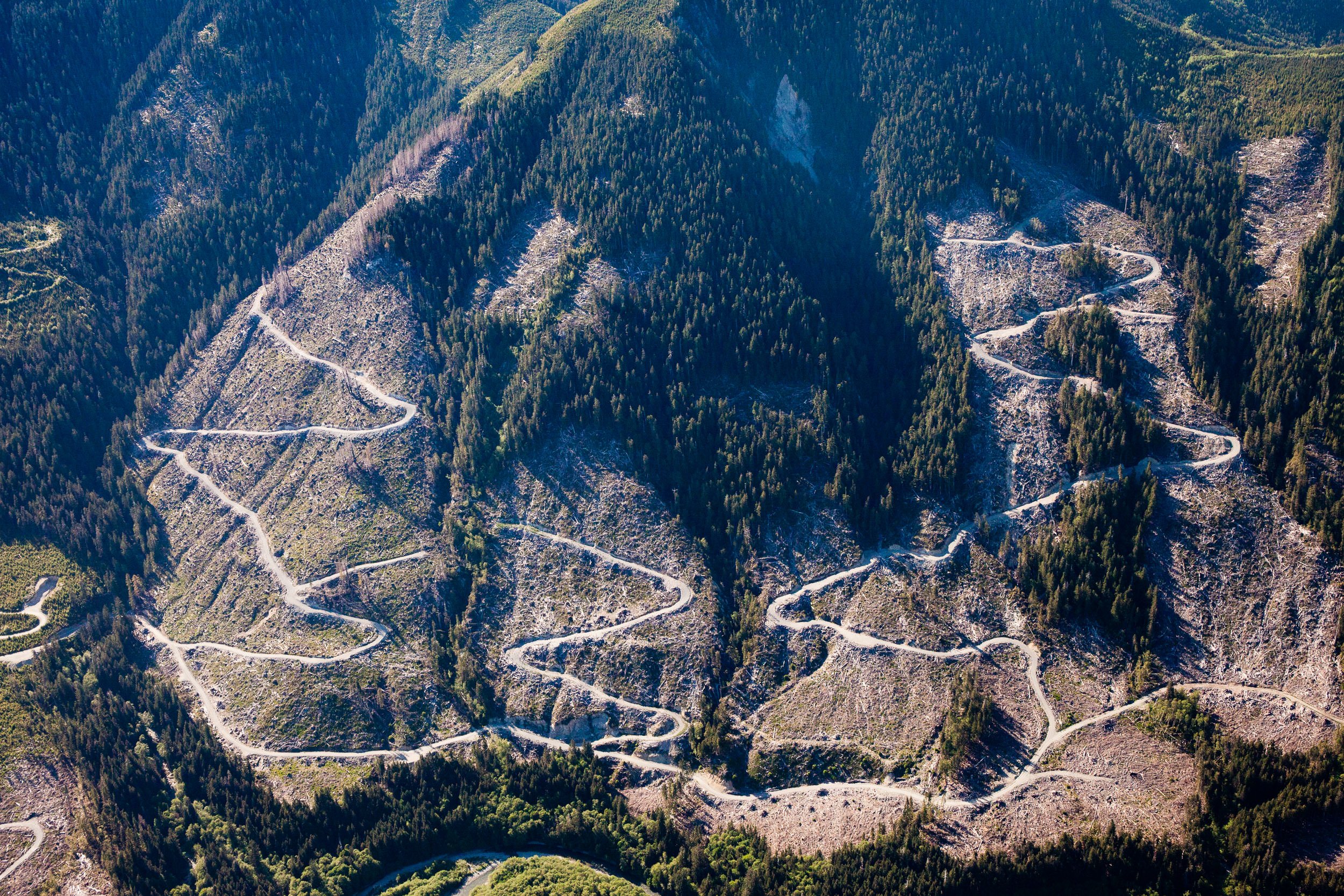 klanawa-valley-tfl-44-clearcut-logging-old-growth.jpg