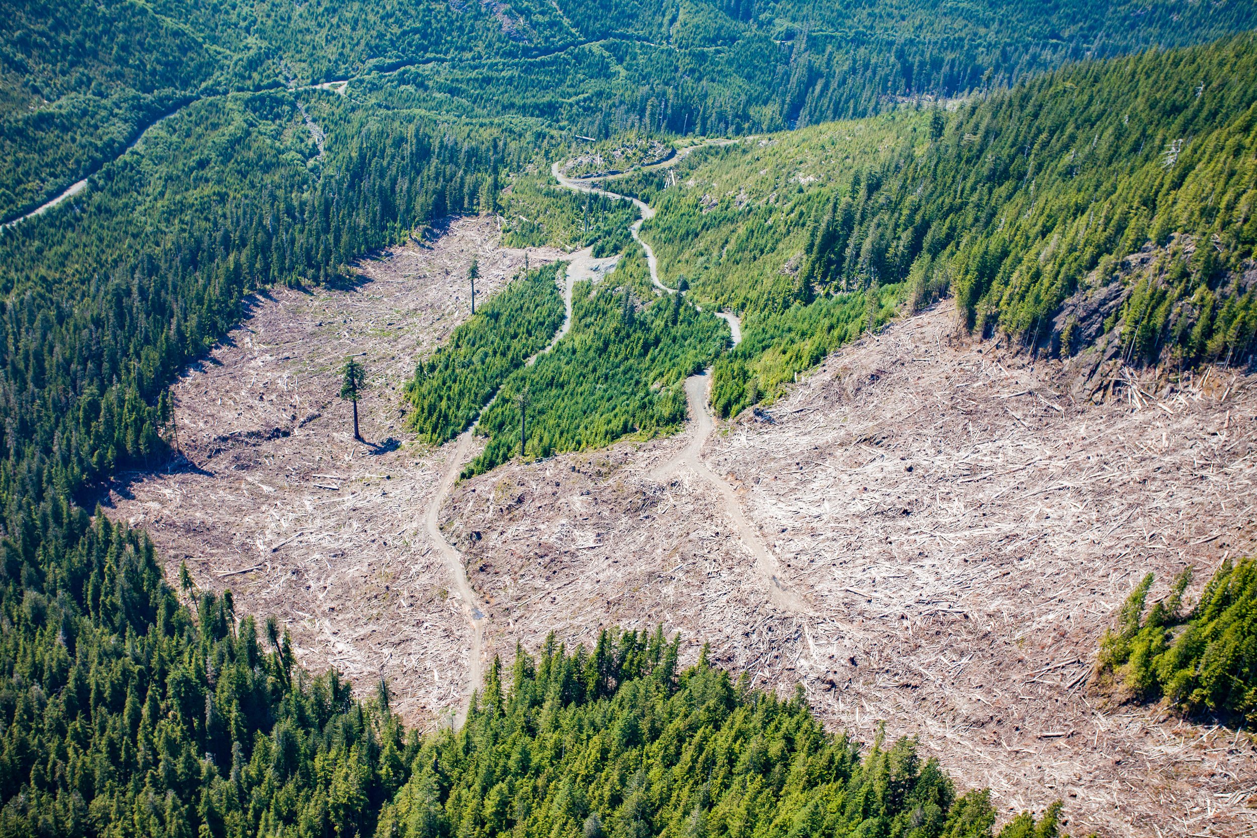 big-lonely-doug-clearcut-aerial-2.jpg