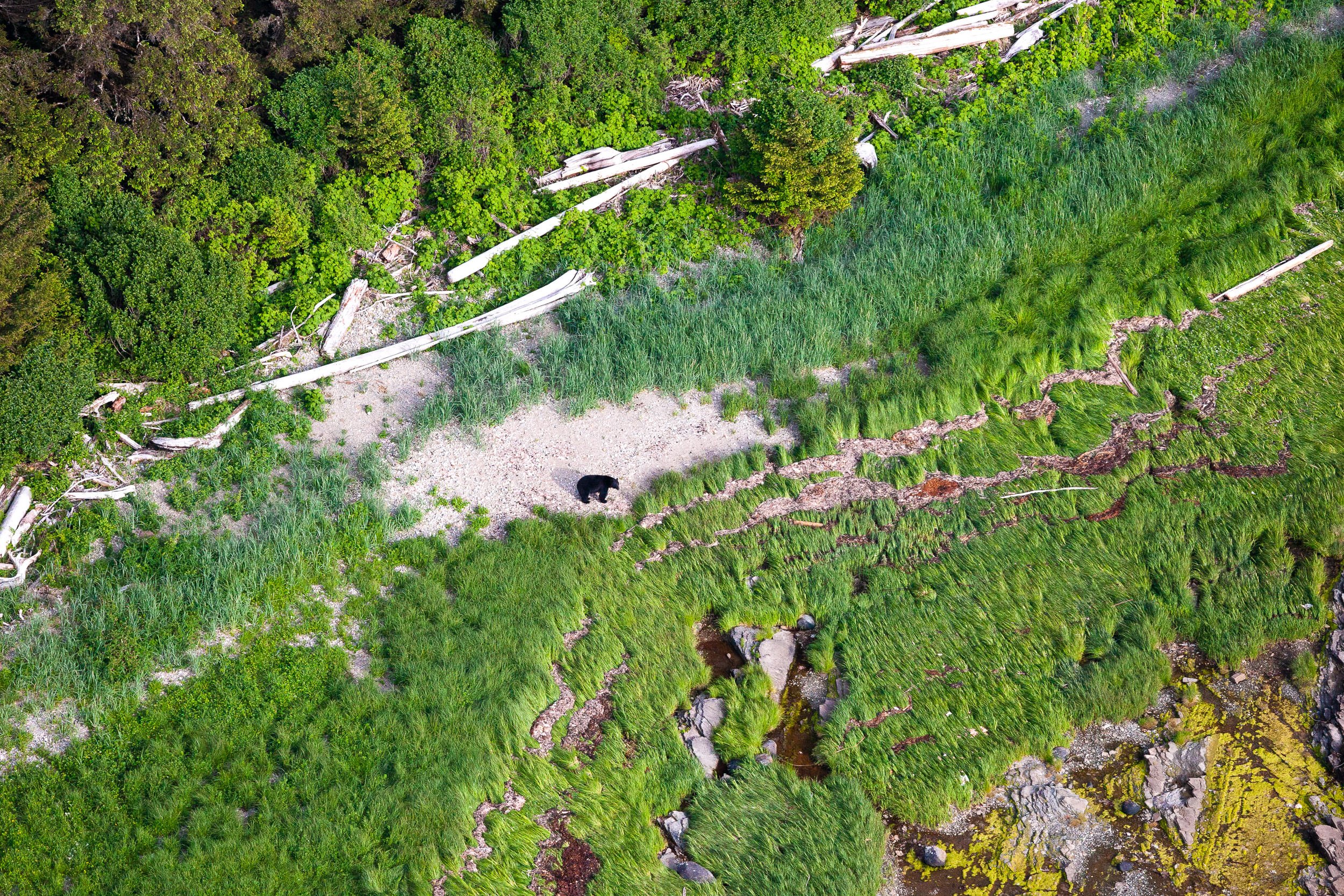 black-bear-west-coast-bc-aerial.jpg